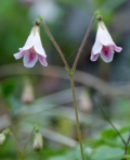 Linnée boréale, Linnaea borealis, fleur discrète de Laponie dont Linné avait fait son emblème